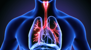 Anatomia do corpo humano